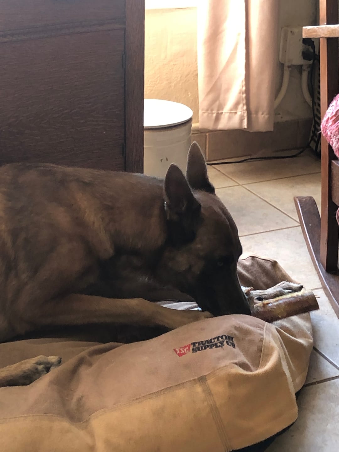 Customer photo review of Power Chewer Trial Pack – Built for the Toughest Chewers!