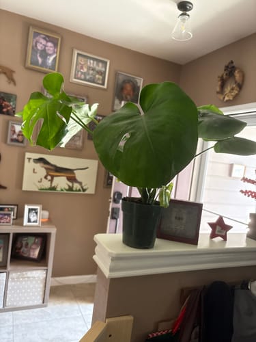 Customer photo review of Medium Monstera Deliciosa