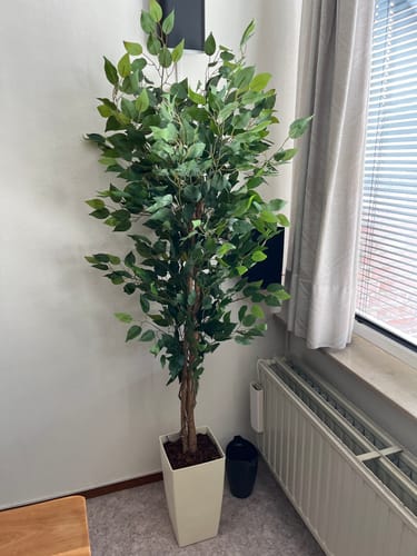 Customer photo review of Kunst Ficus 150cm