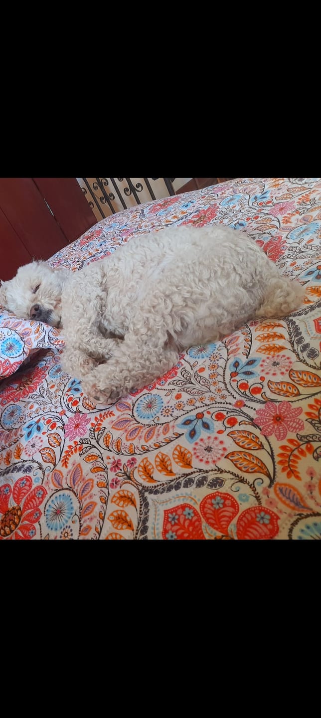 Customer photo review of Alimento Perro Adulto Toda Raza Proteína Insectos (Copia SM)