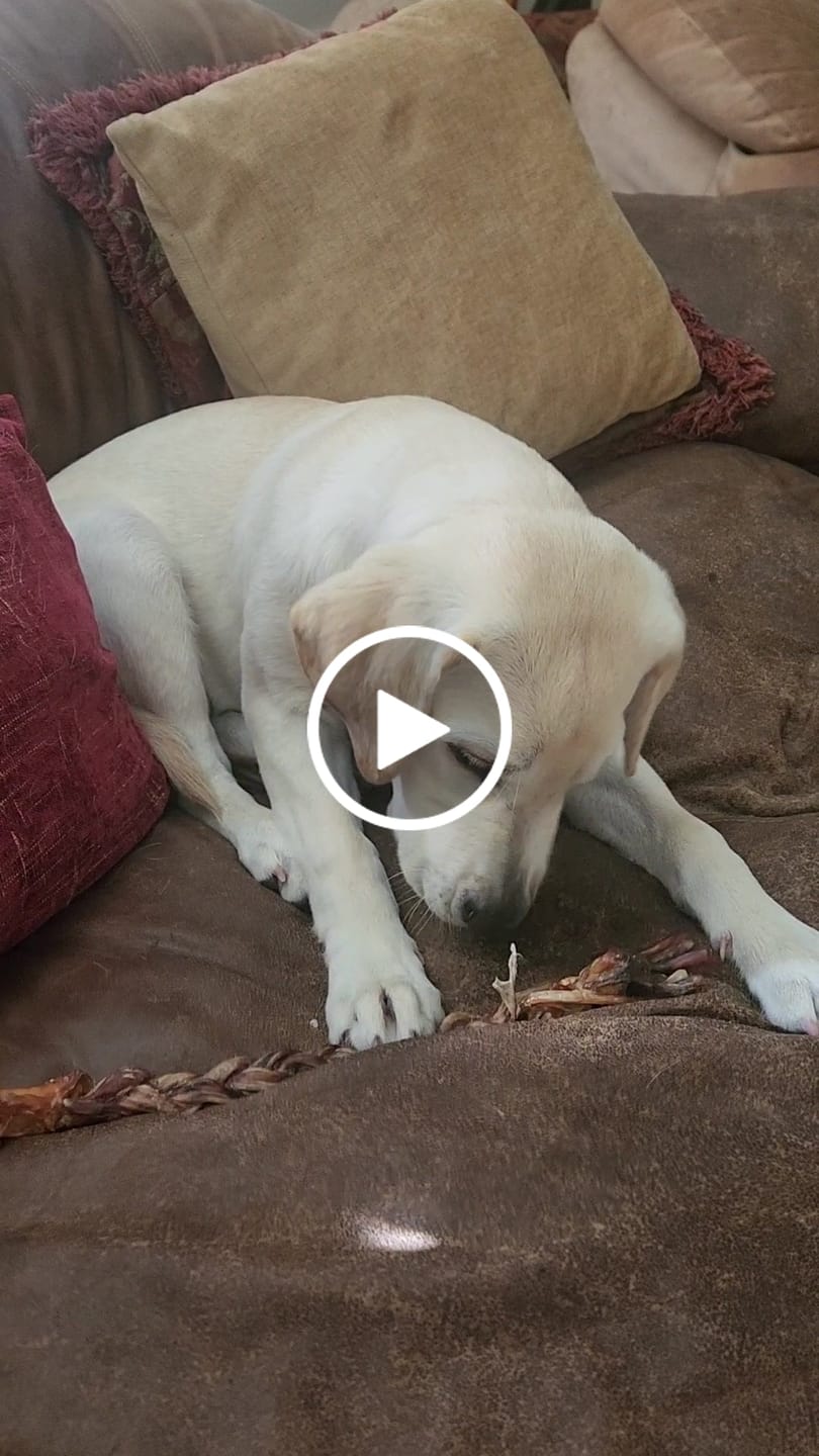 Customer video review of Ostrich Tendon Twister (16" x 2.5" x 1"): The Satisfying, All-Natural Chew for Dental Health & Joint Support