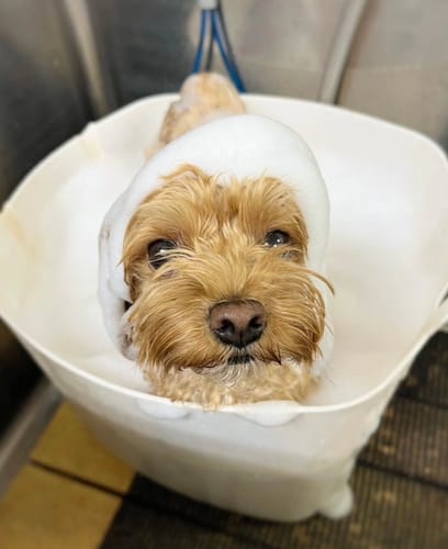 Customer photo review of Petcanva©オーダーメイド ペット似顔絵