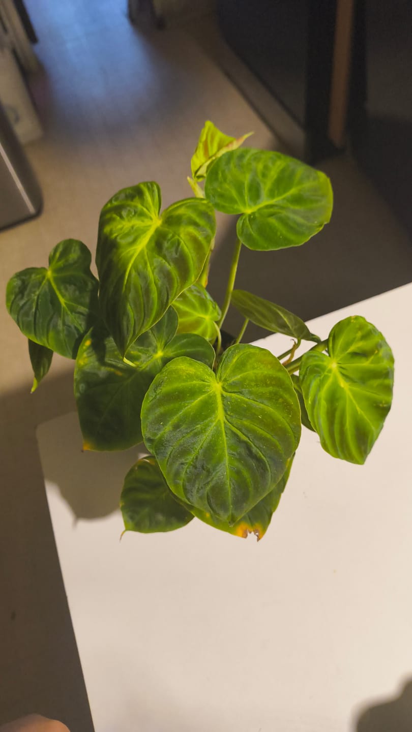 Customer photo review of Philodendron verrucosum