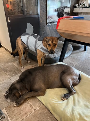 Customer photo review of GILET DE SAUVETAGE REQUIN POUR CHIEN