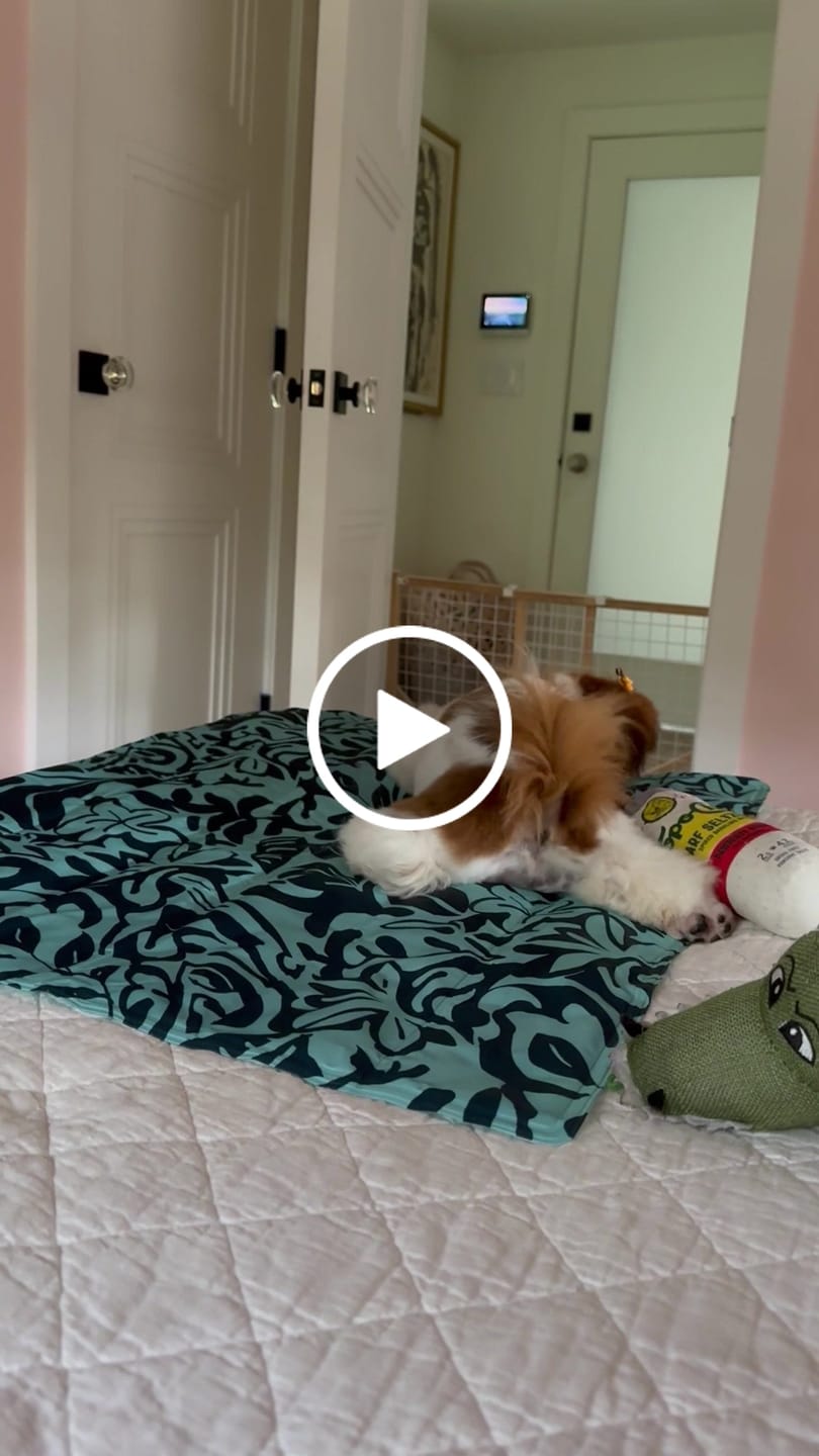 Customer video review of Ostrich Foot Bone (7" x 3.5"): The Flavorful & Long-Lasting Chew for Medium to Large Dogs