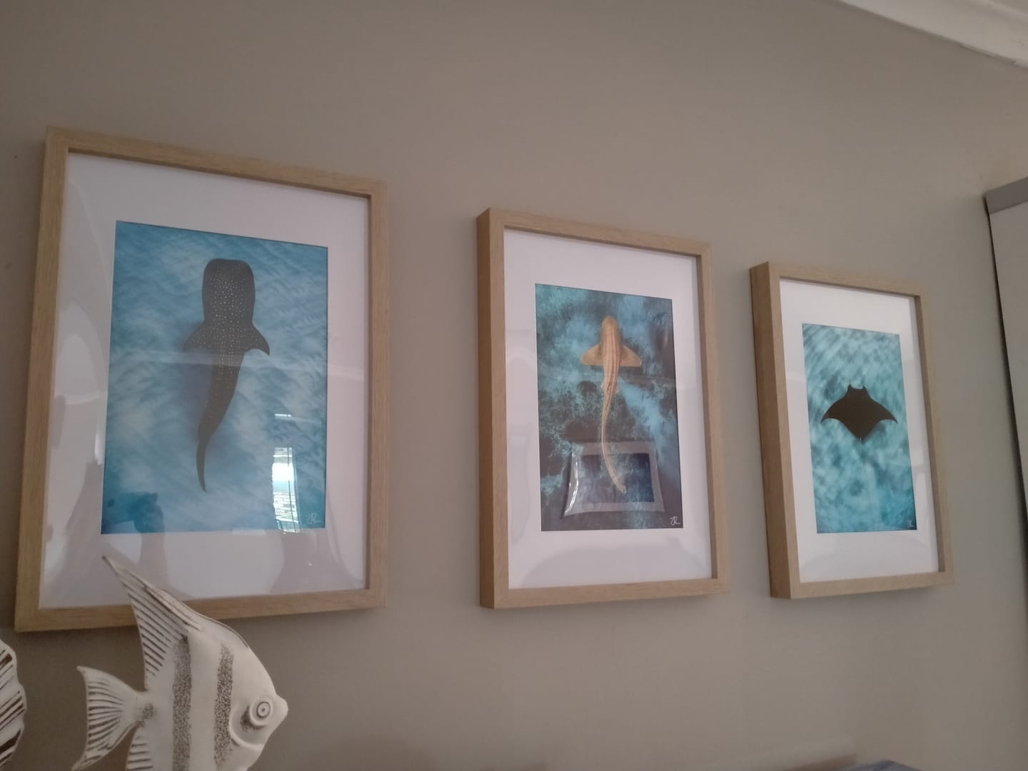 Customer photo review of Leopard Shark Reef Vertical