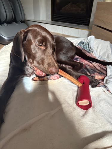 Customer photo review of Bully Stick Safety Holder