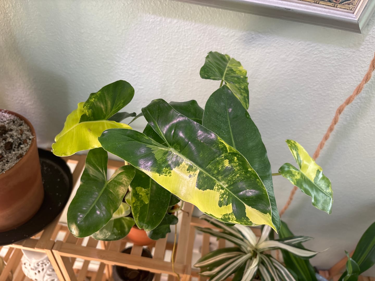Customer photo review of Philodendron 'Burle Marx Variegata'