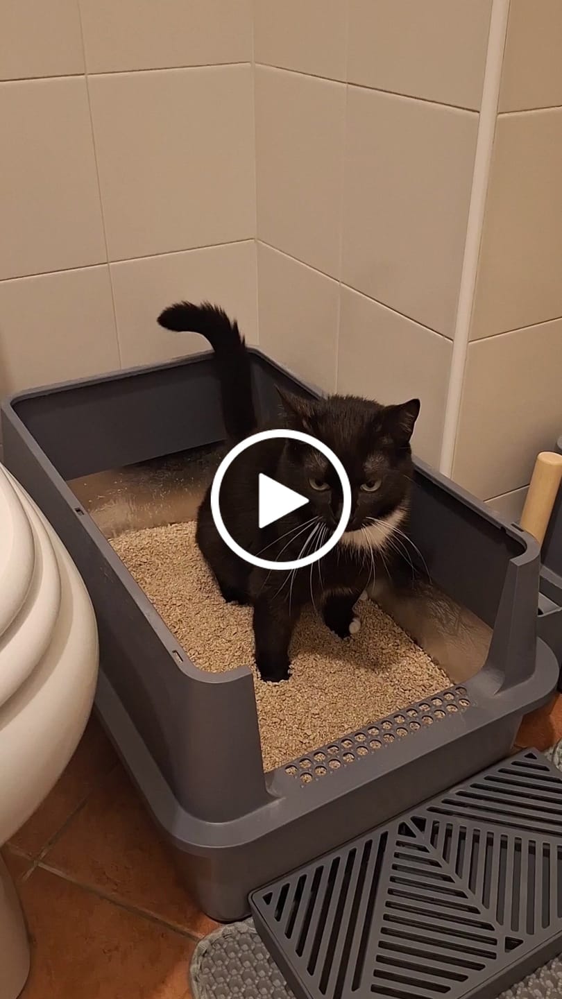 Customer video review of BORING LITTER - Lettiera in Acciaio INOX