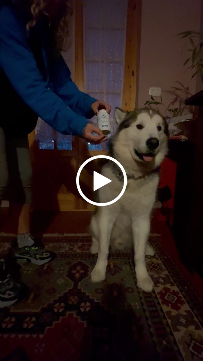 Customer video review of ProtectionArtro+ 1200mg  Condroprotettore per Cani di taglia Media e Grande (Nuova Formulazione)