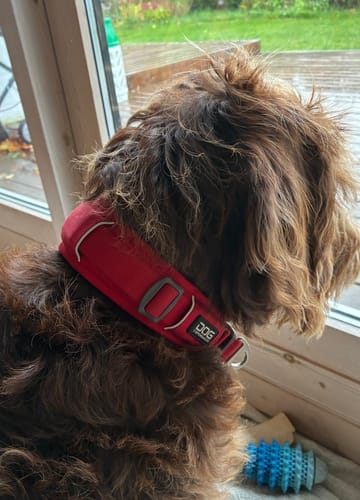 Customer photo review of Dog Copenhagen Urban Explorer™ Halsbånd - Classic Red