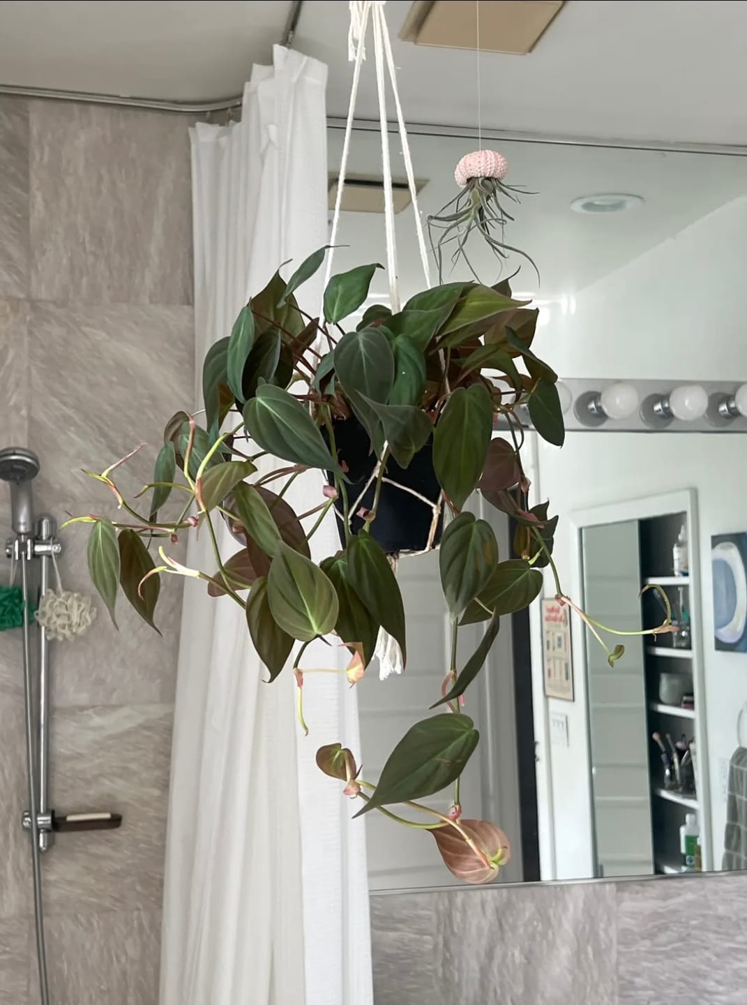 Customer photo review of Philodendron hederaceum 'Micans'