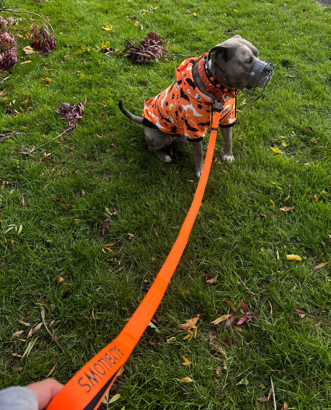 Customer photo review of 1.4m Swivel Combat Lead | Anti-Tangle & Secure Clip - Orange