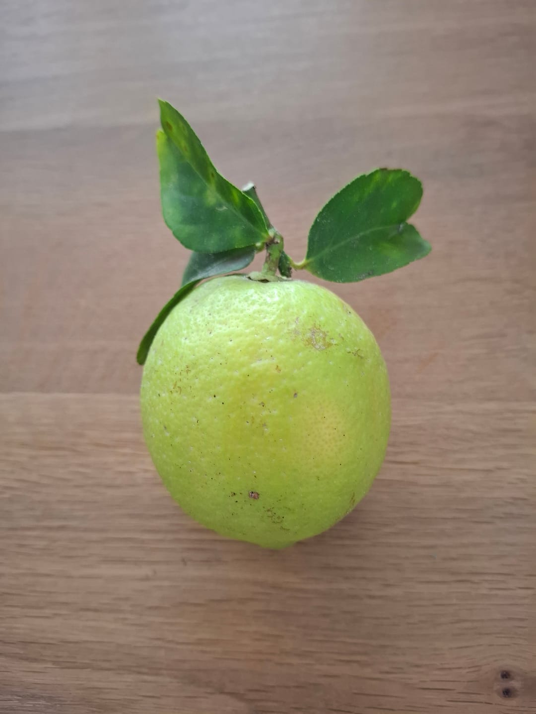 Customer photo review of Ätna Sommerzitronen Bio (gelb-grün)  Sparpreis-Box