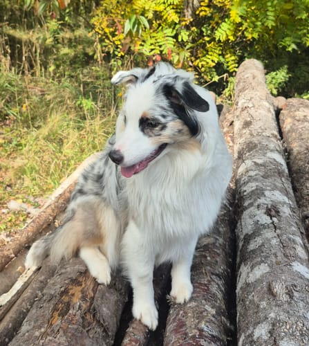 Customer photo review of 6 Inch Jumbo Bully Stick