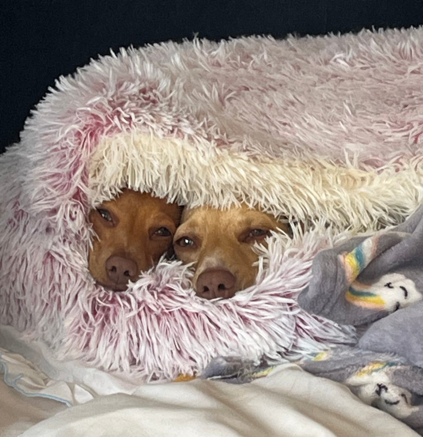 Customer photo review of Burrow Buddy™ - Pet Bed
