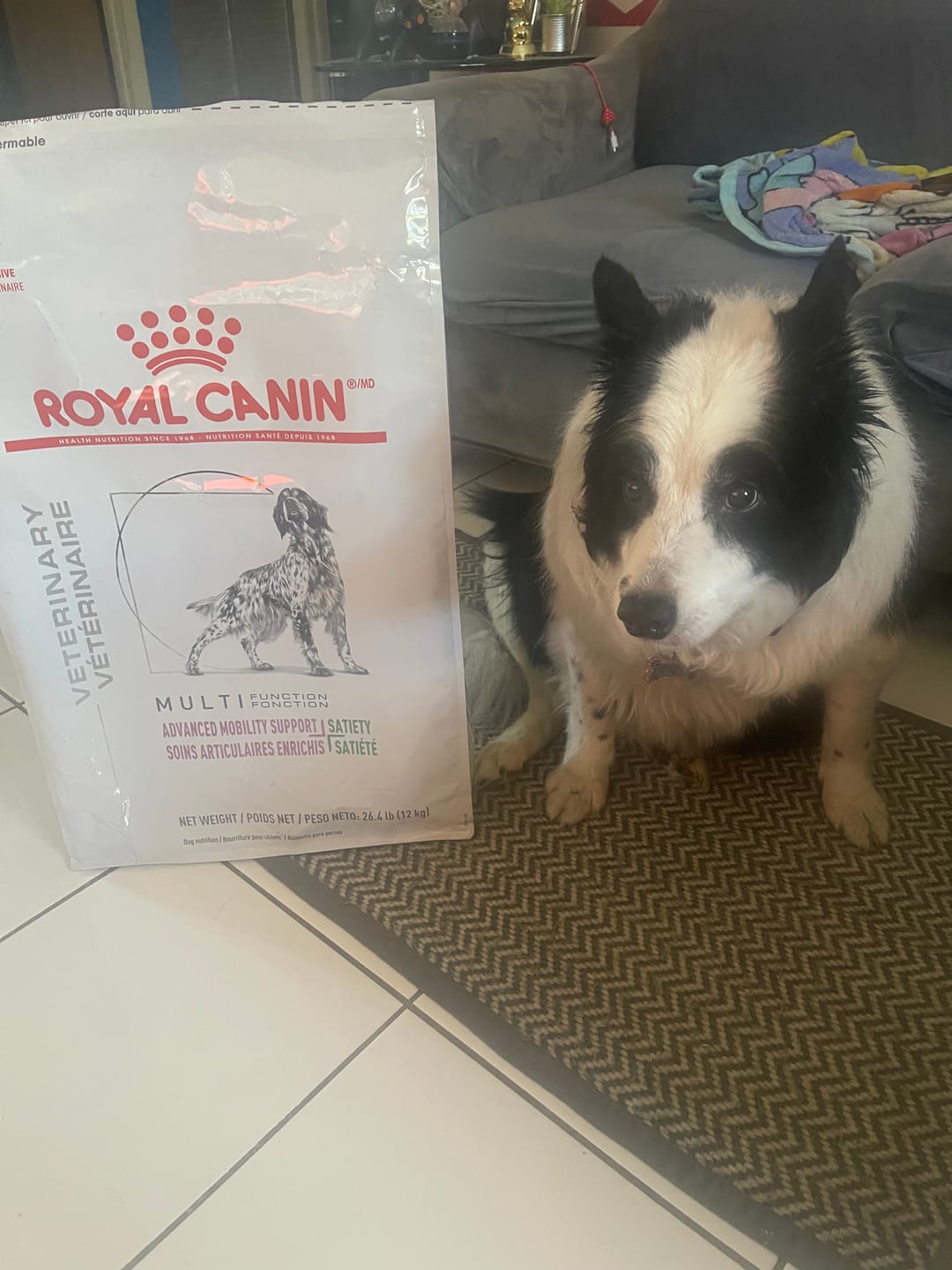 Customer photo review of Advanced Mobility Support + Satiety by Royal Canin