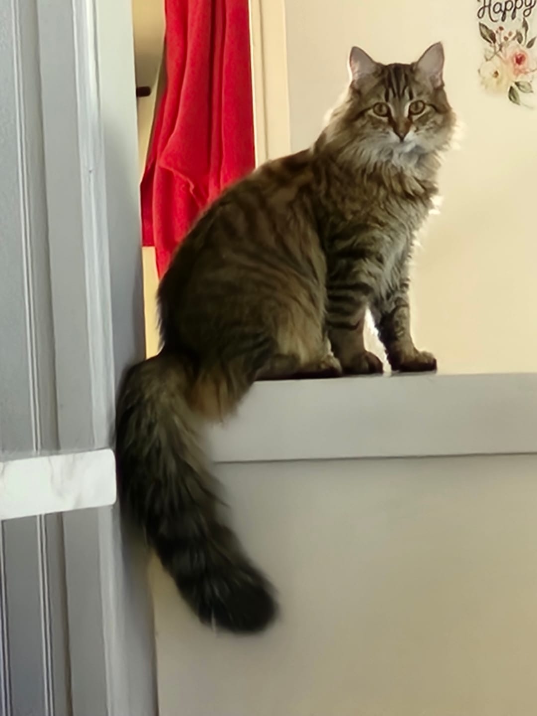 Customer photo review of Cat Mange - Sarcoptic & Demodectic (Scabies) & Ear Mite Remedy