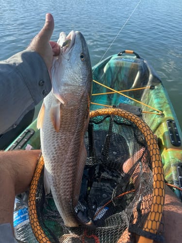 Customer photo review of 6th Sense Party Paddle 4.3in - Saltwater