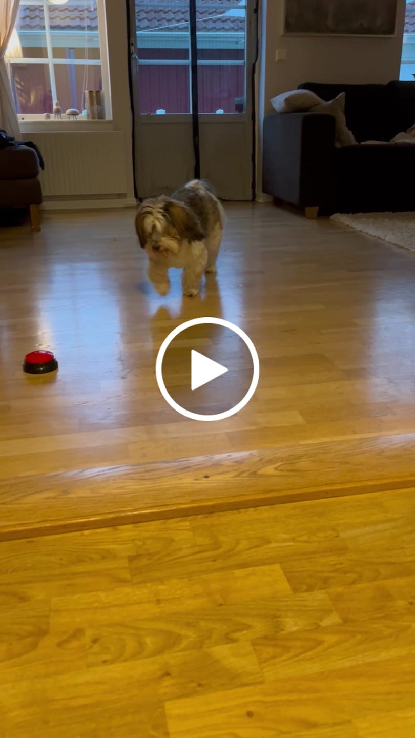 Customer video review of Talknappar för Hundar – Lär din hund "prata" med dig!