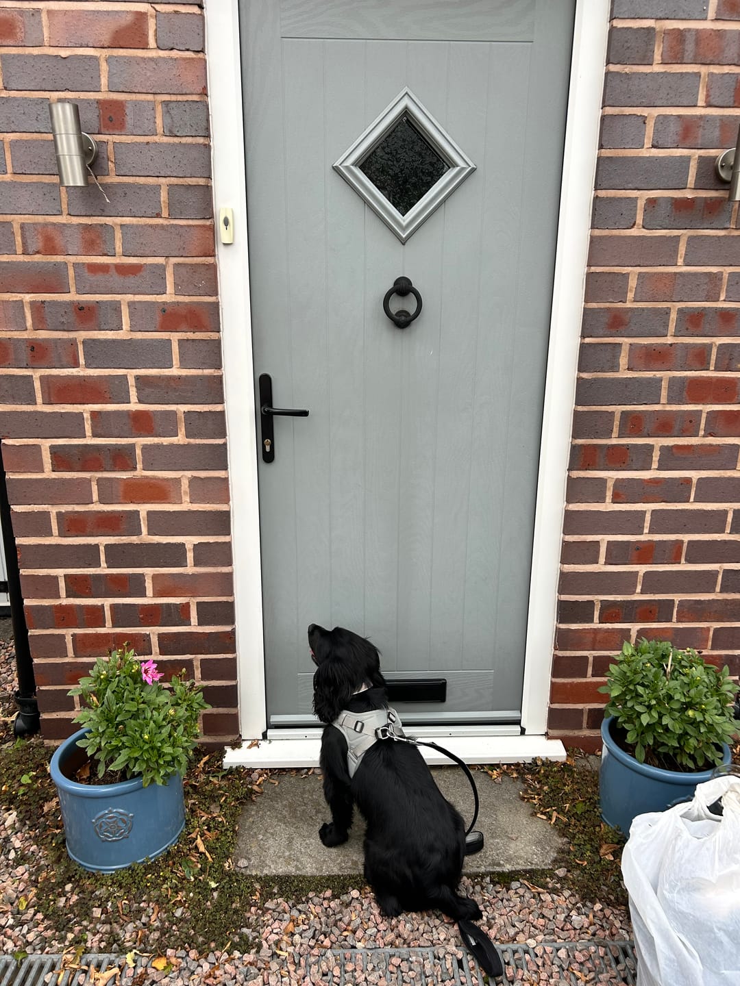Customer photo review of Boomerang Harness - XS-M Breeds - Grey