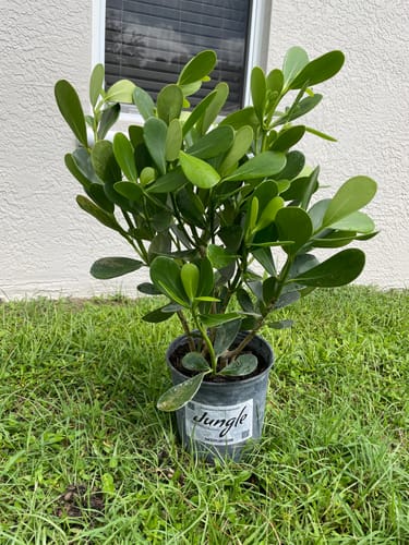 Customer photo review of Clusia