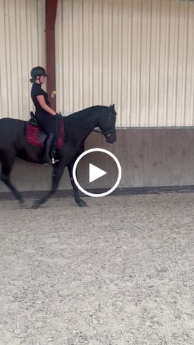 Customer video review of SERENA - DRESSAGE SADDLE PAD | ROSE BERRY