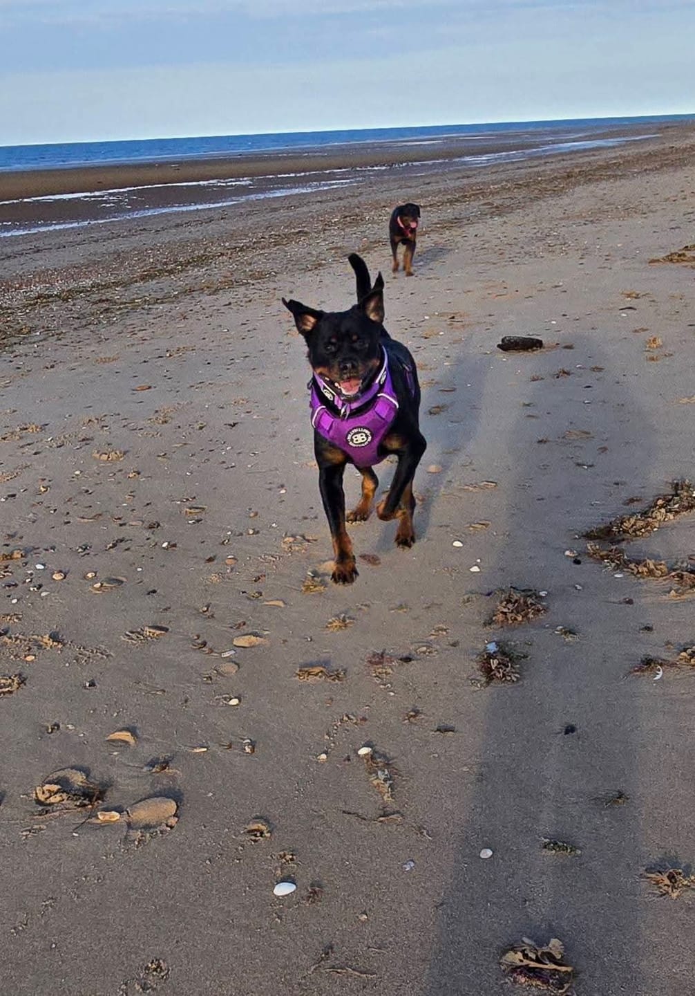 Customer photo review of Comfort Premium Harness | Non Restrictive - Purple