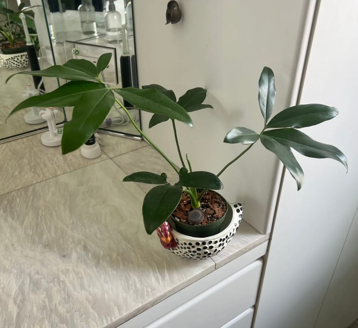 Customer photo review of Philodendron goeldii