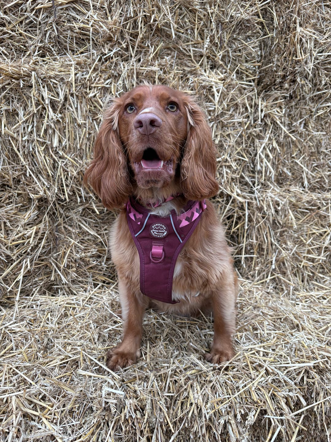 Customer photo review of Tough Trails™ Harness - Walkies Ready® Mulberry