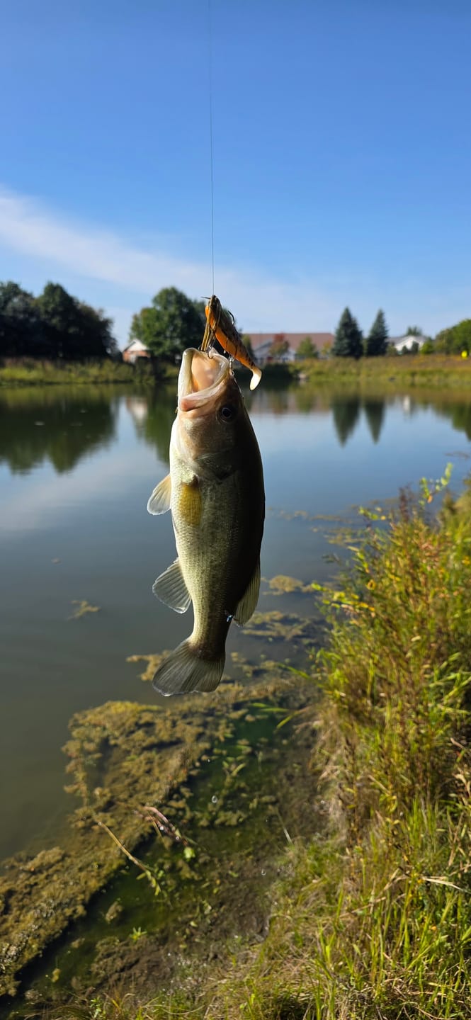 Customer photo review of Soft Bait Spinner Tail Swimbait