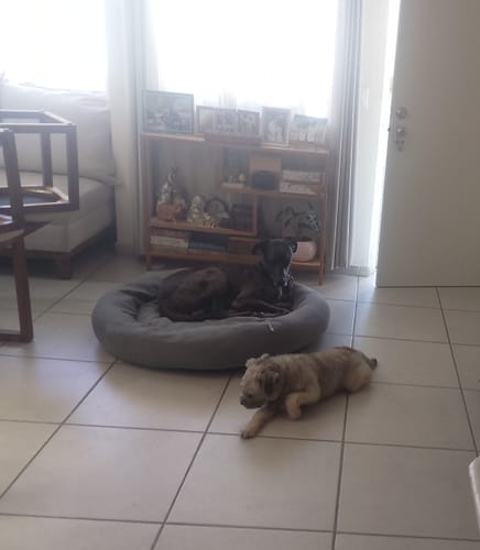 Customer photo review of Funda Lino para Cama Antiestrés para Perros