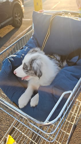 Customer photo review of Dog Car Booster Seat