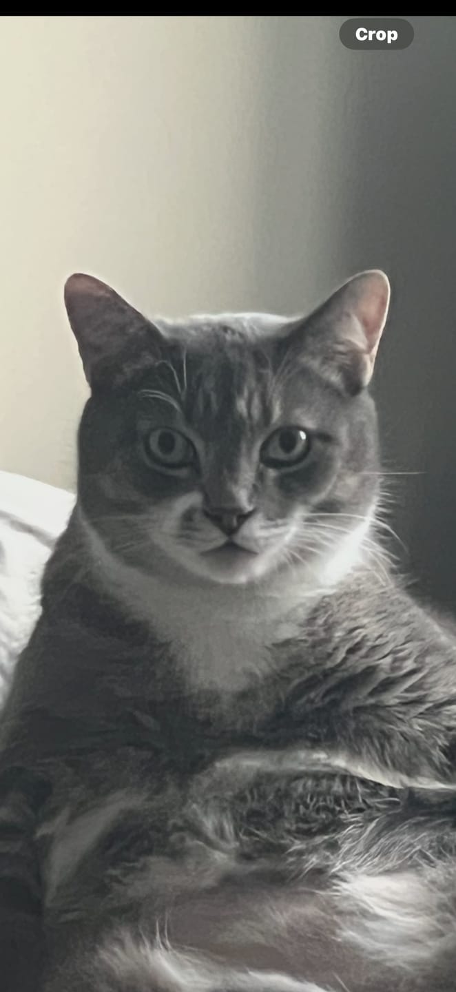 Customer photo review of Cat Laxative & Constipation Remedy