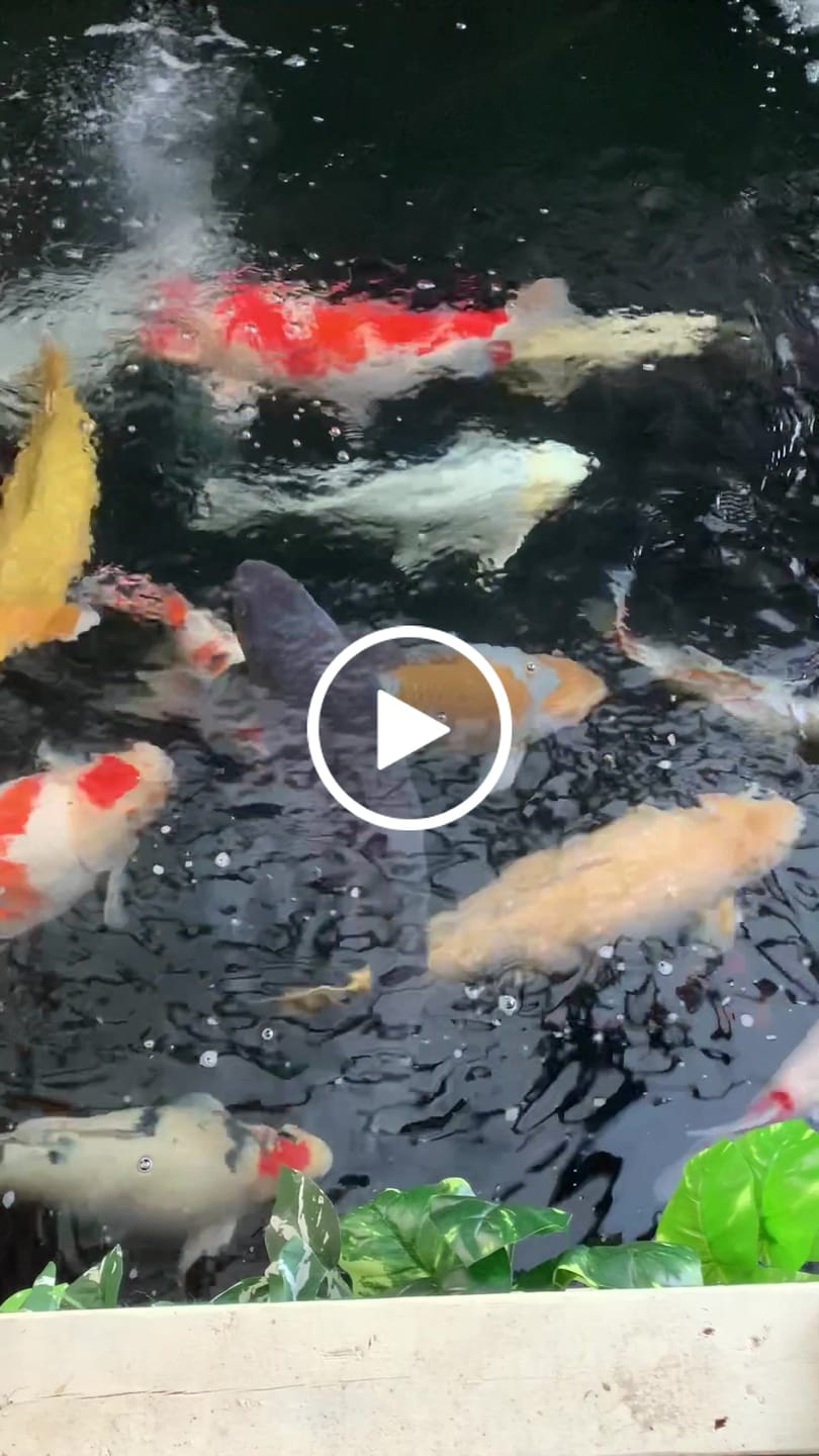 Customer video review of Beneficial Bacteria HydroClear™ Granular Summer Maintenance