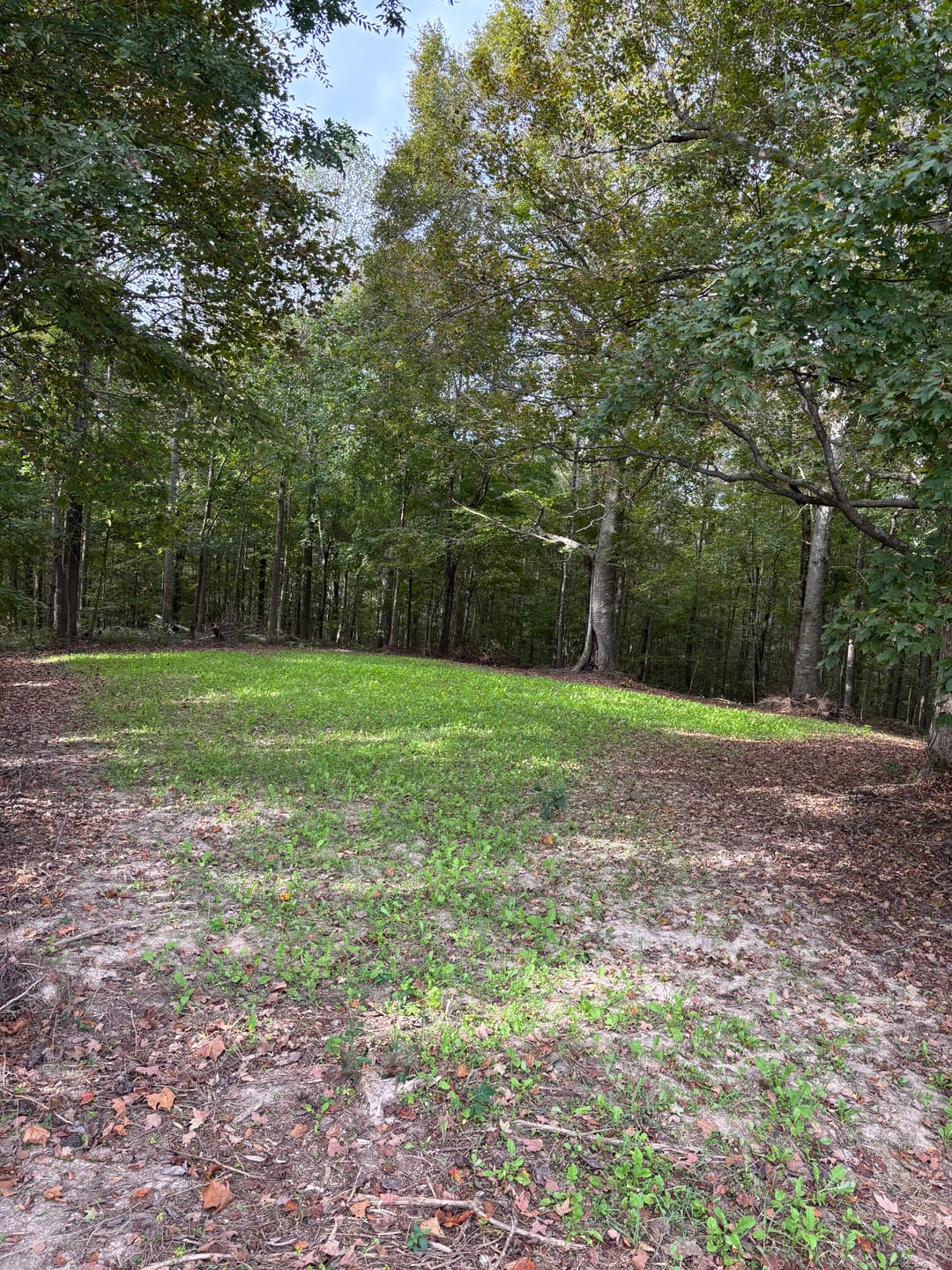 Customer photo review of Whitetail Hill Clover