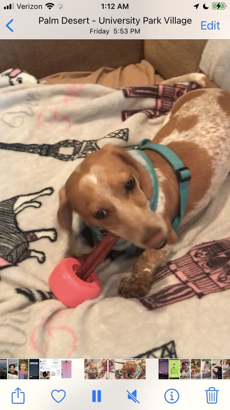 Customer photo review of 6 Inch Standard 31 Pack - Bully Sticks
