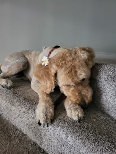 Customer photo review of 12 Inch Monster Braided Bully Stick