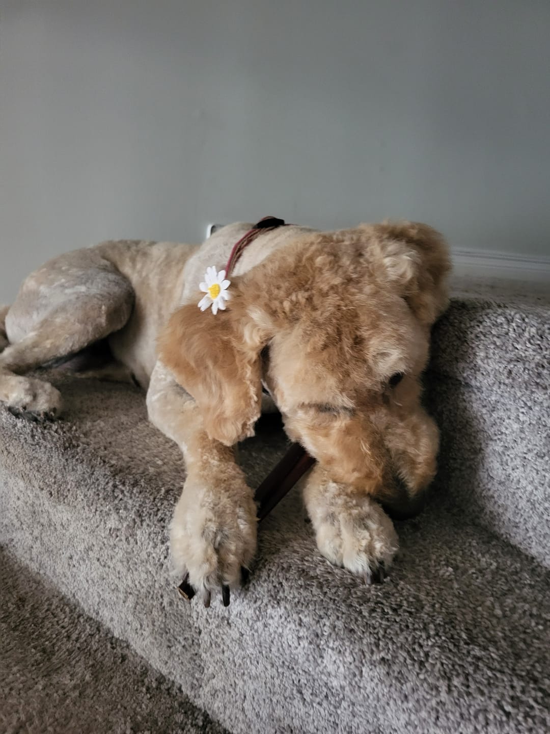 Customer photo review of 12 Inch Monster Braided Bully Stick