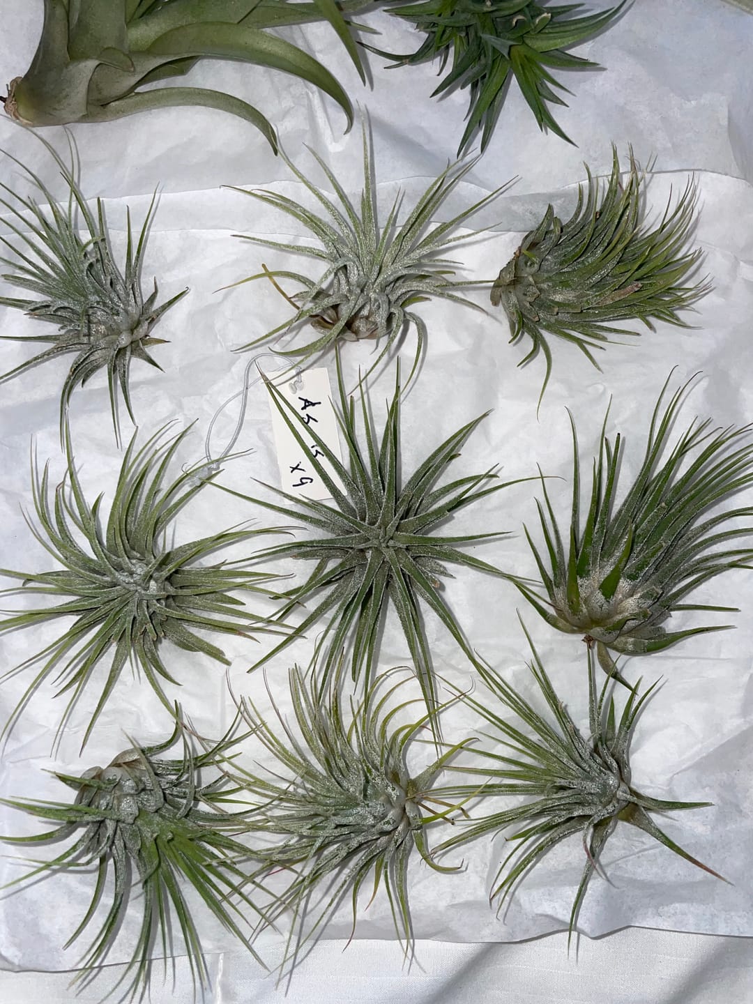 Customer photo review of B Quality Ionantha Variety 3 Pack  ($0.75 Per Plant)