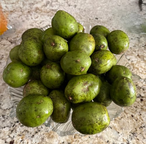 Customer photo review of June Plum