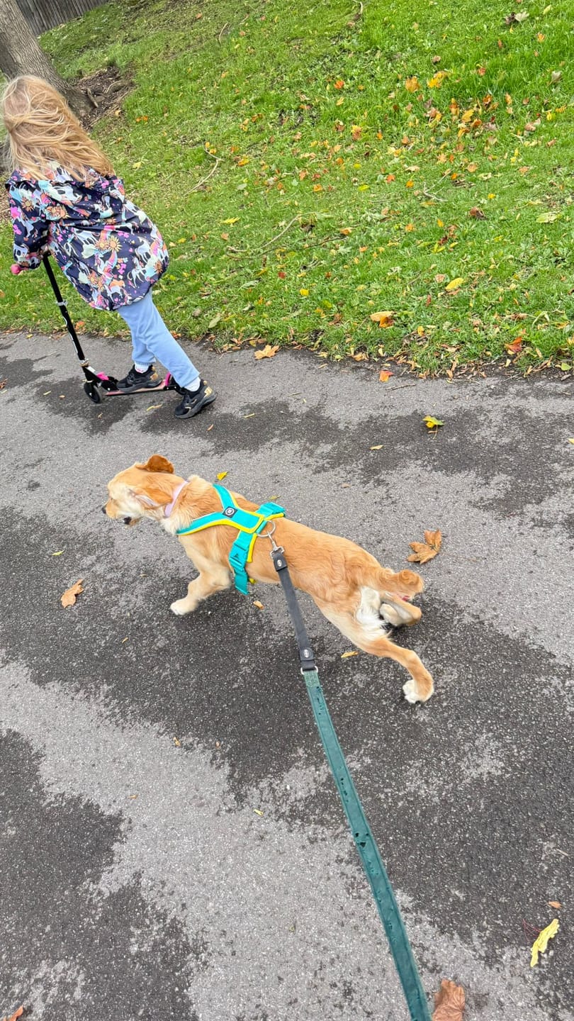 Customer photo review of Slip on Harness | Foam Padded - Turquoise x Yellow