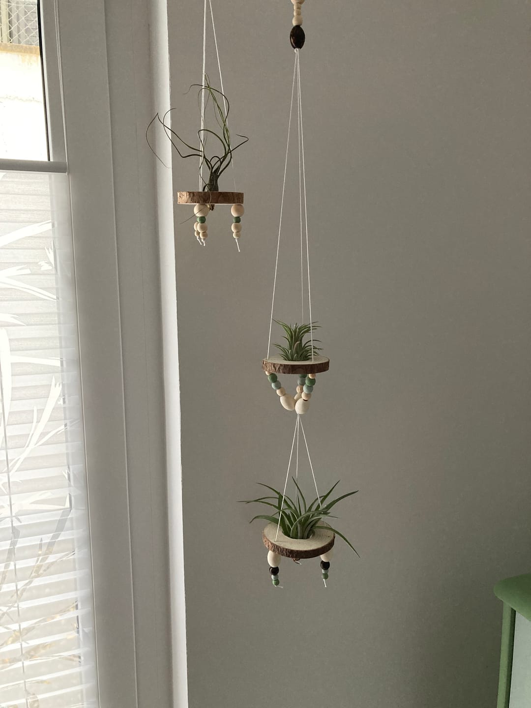 Customer photo review of Tillandsia butzii