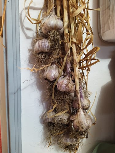 Customer photo review of GARLIC KIT