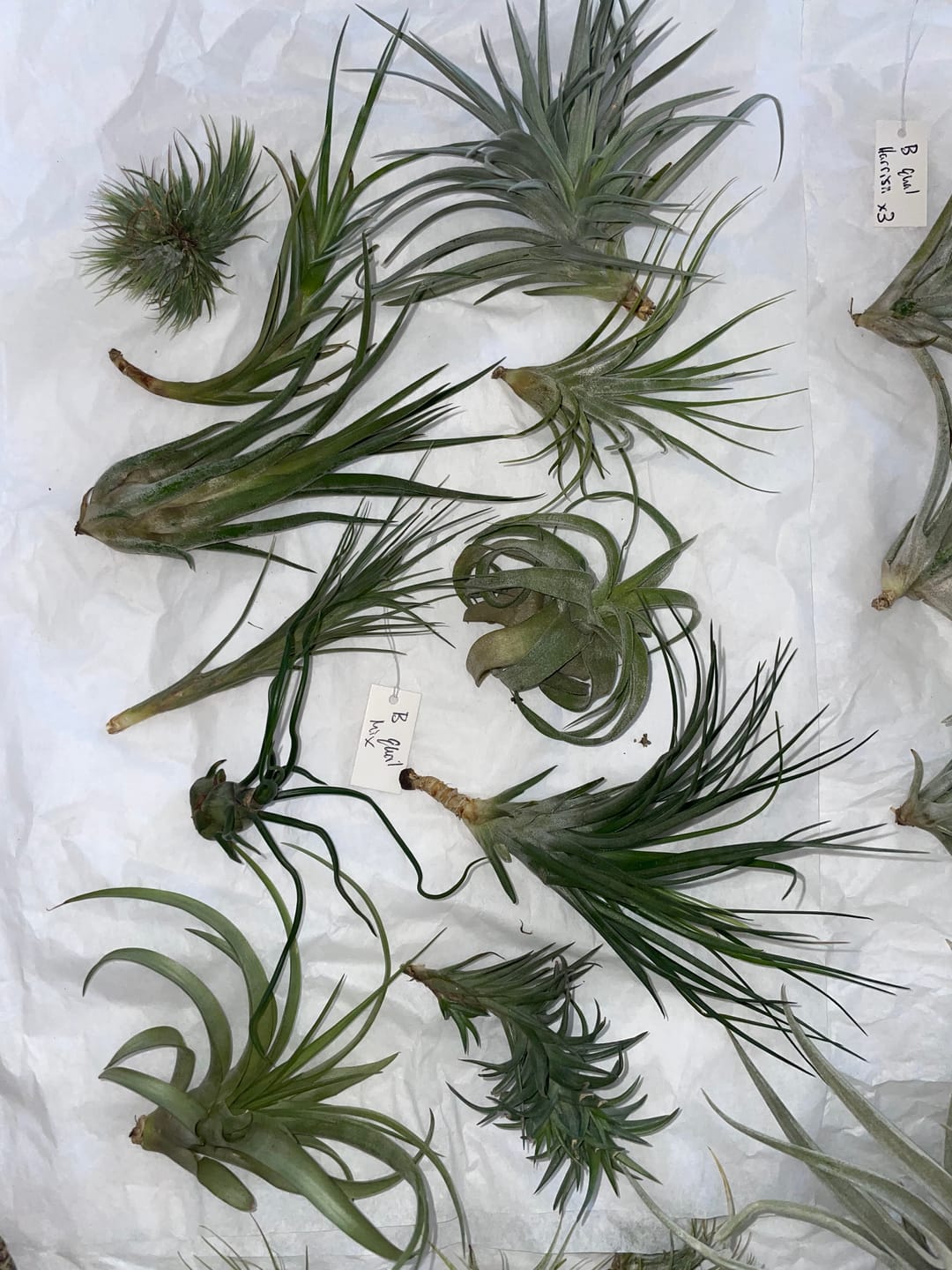 Customer photo review of B Quality Greenhouse Mix 10 Plant Pack