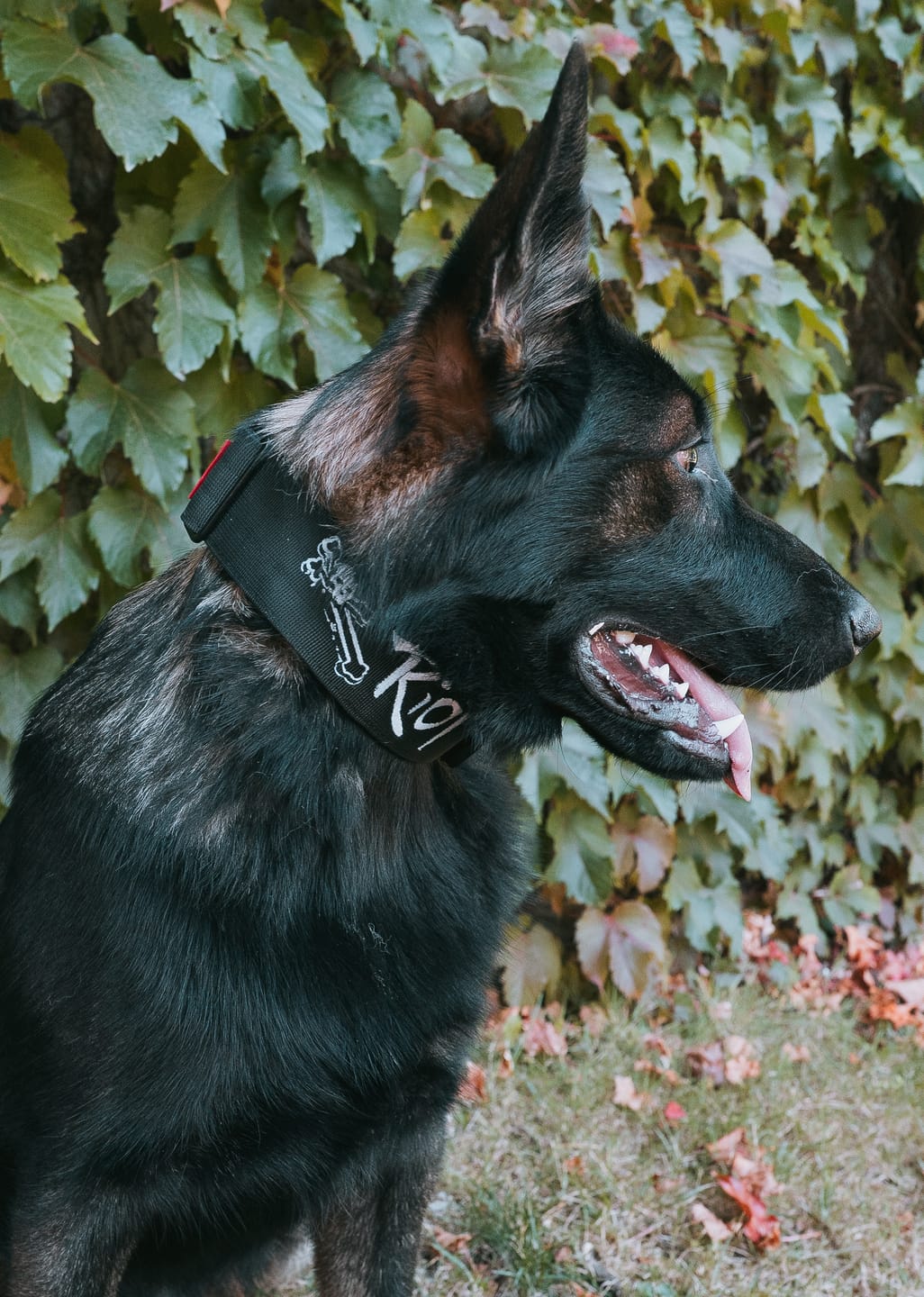 Customer photo review of 2" Tactik Dog Collar - Black