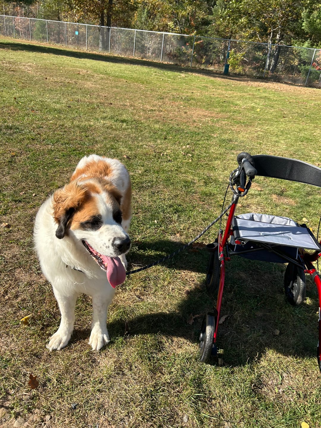 Customer photo review of HFK-9210KDB All Terrain Dual-Brake Rollator Walker 12" Wheels