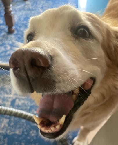 Customer photo review of Petsmont Buddy Guard Large Dog