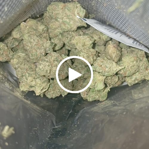 Customer video review of Astro Candy Smalls