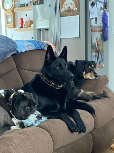 Customer photo review of FurLife™ 12 Months Flea and Tick Free